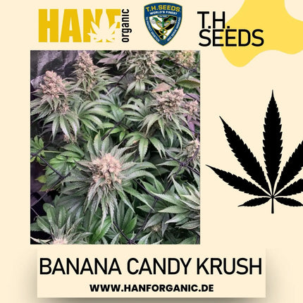 T.H. Seeds - Banana Candy Krush Fem