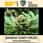 T.H. Seeds - Banana Candy Krush Fem