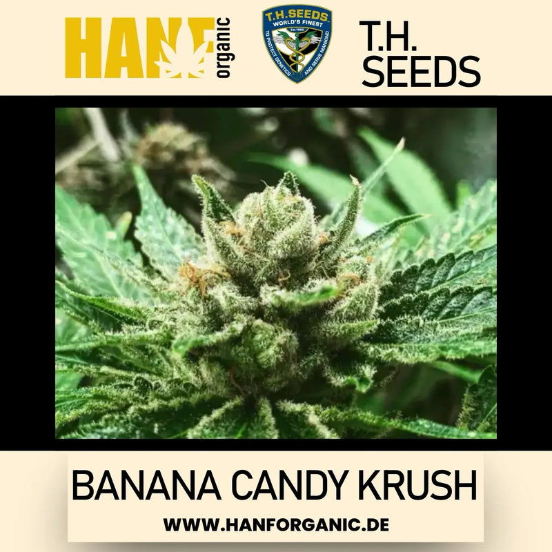 T.H. Seeds - Banana Candy Krush Fem