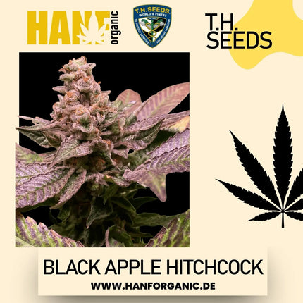 T.H. Seeds - Black Apple Hitchcock Fem