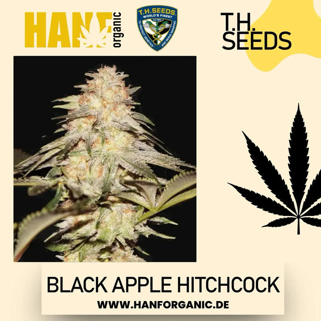T.H. Seeds - Black Apple Hitchcock Fem