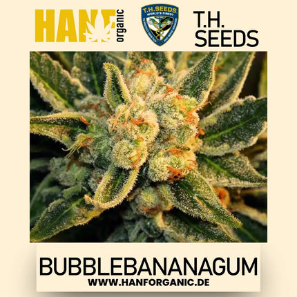 T.H. Seeds - BubbleBananaGum Fem