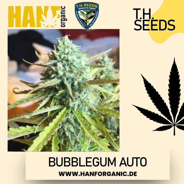 T.H. Seeds - Bubblegum Auto