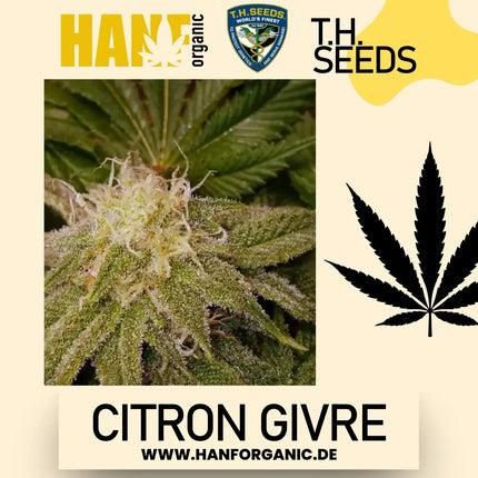 T.H. Seeds - Citron Givre Fem