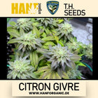 T.H. Seeds - Citron Givre Fem