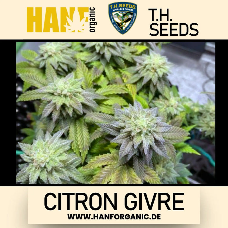 T.H. Seeds - Citron Givre Fem