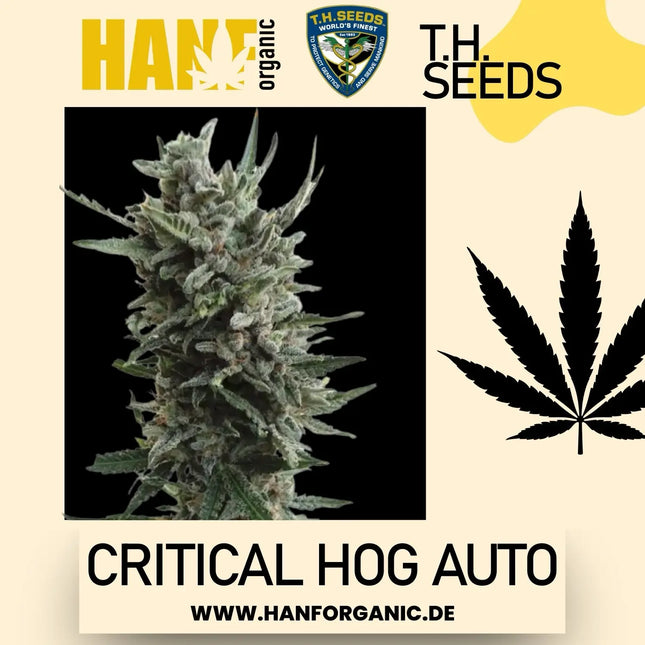 T.H. Seeds - Critical HOG Auto