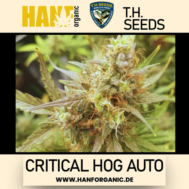 T.H. Seeds - Critical HOG Auto