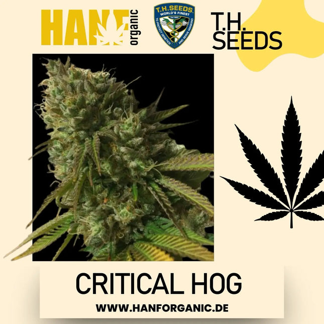 T.H. Seeds - Critical HOG Fem