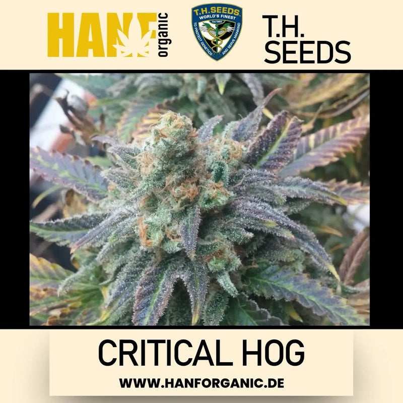 T.H. Seeds - Critical HOG Fem