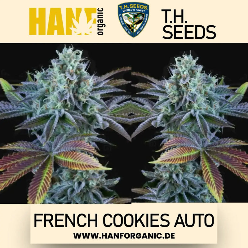 T.H. Seeds - French Cookies Auto