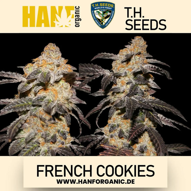 T.H. Seeds - French Cookies Fem