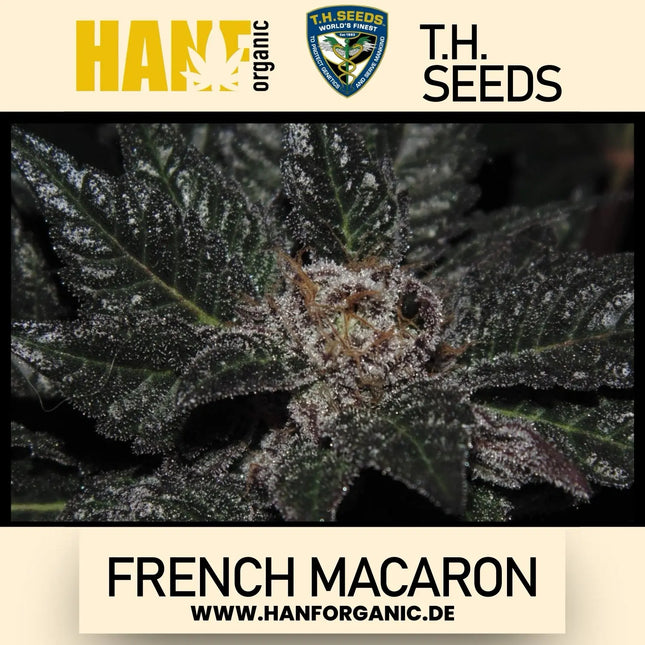 T.H. Seeds - French Macaron Fem