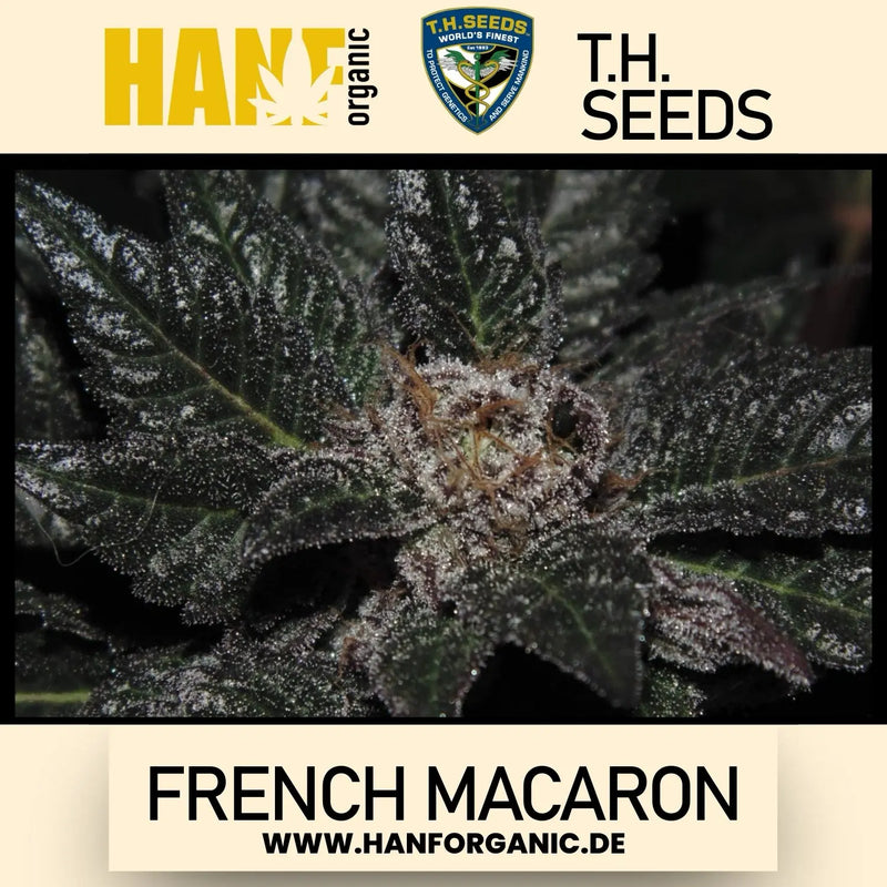T.H. Seeds - French Macaron Fem