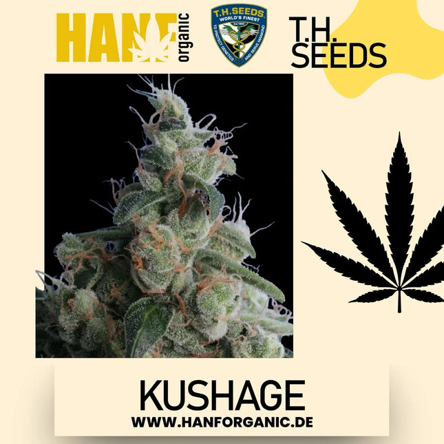 T.H. Seeds - Kushage Fem