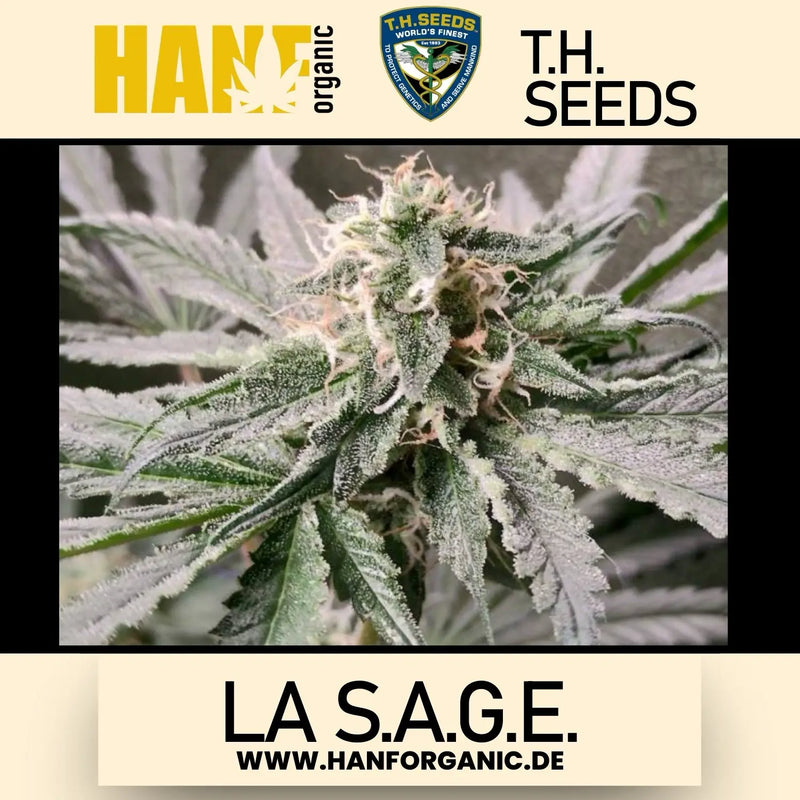T.H. Seeds - LA S.A.G.E. Fem