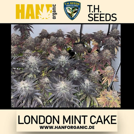T.H. Seeds - London Mint Cake Fem