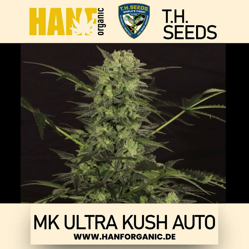 T.H. Seeds - MK Ultra Kush Auto