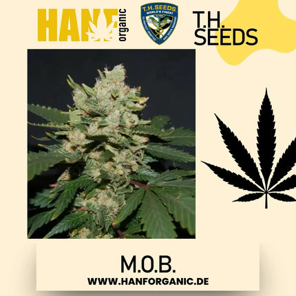 T.H. Seeds - MOB Mother of Berries Fem