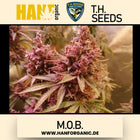 T.H. Seeds - MOB Mother of Berries Fem
