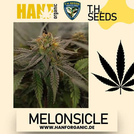 T.H. Seeds - Melonsicle Fem