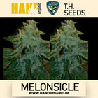 T.H. Seeds - Melonsicle Fem