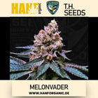 T.H. Seeds - Melonvader Fem