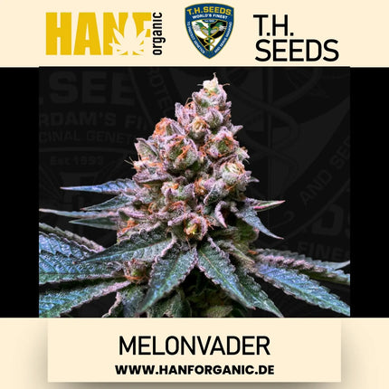 T.H. Seeds - Melonvader Fem