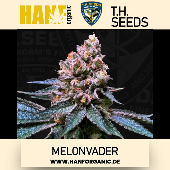 T.H. Seeds - Melonvader Fem