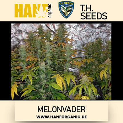 T.H. Seeds - Melonvader Fem