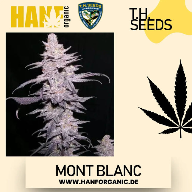 T.H. Seeds - Mont Blanc Fem