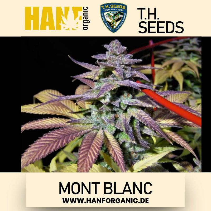 T.H. Seeds - Mont Blanc Fem