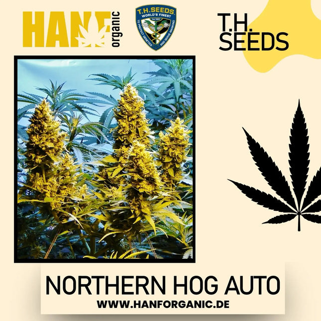 T.H. Seeds - Northern Hog Auto