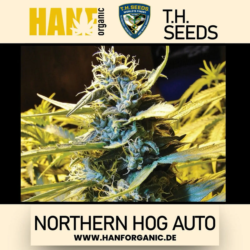 T.H. Seeds - Northern Hog Auto