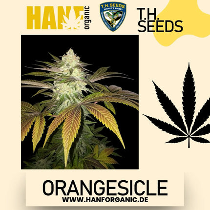 T.H. Seeds - Orangesicle Fem