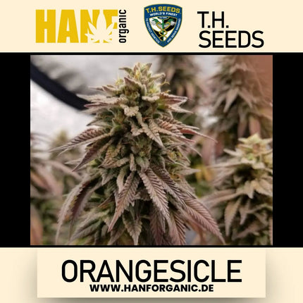 T.H. Seeds - Orangesicle Fem