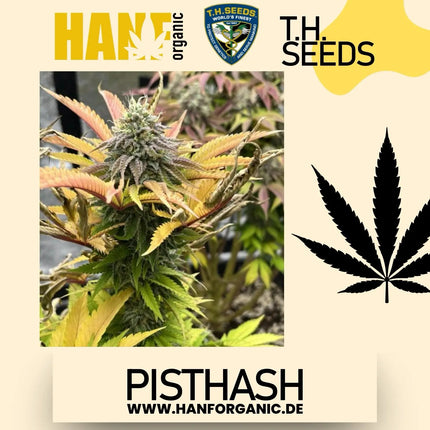 T.H. Seeds - Pisthash Fem