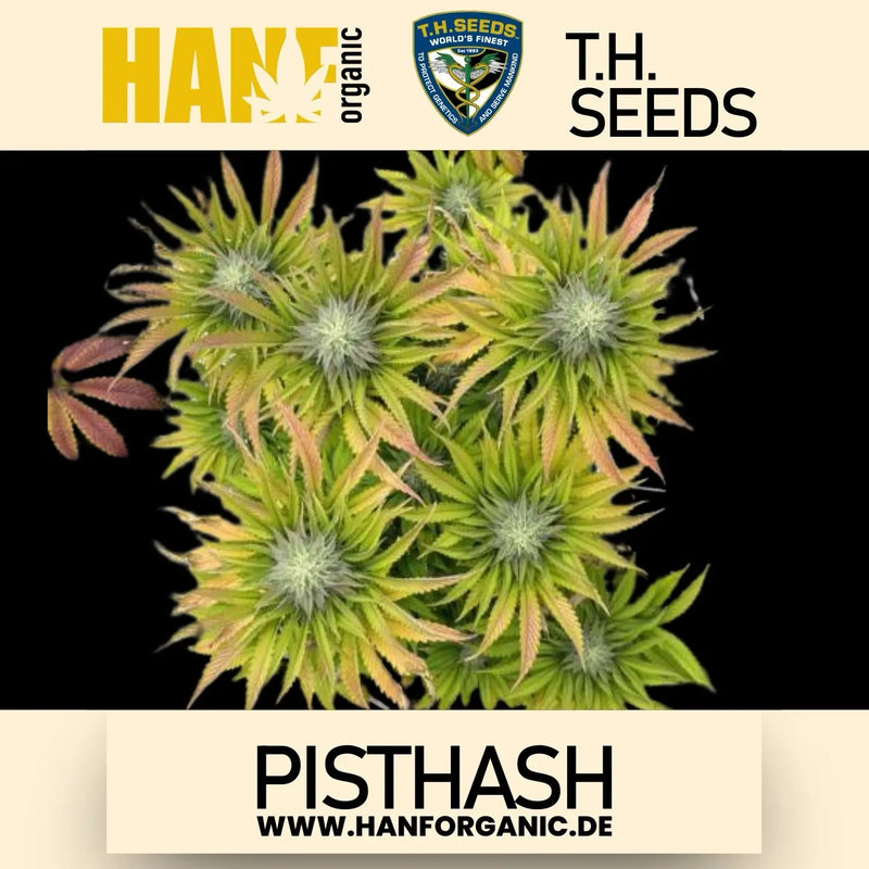 T.H. Seeds - Pisthash Fem