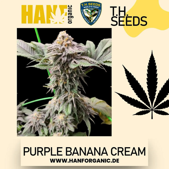 T.H. Seeds - Purple Banana Cream Fem