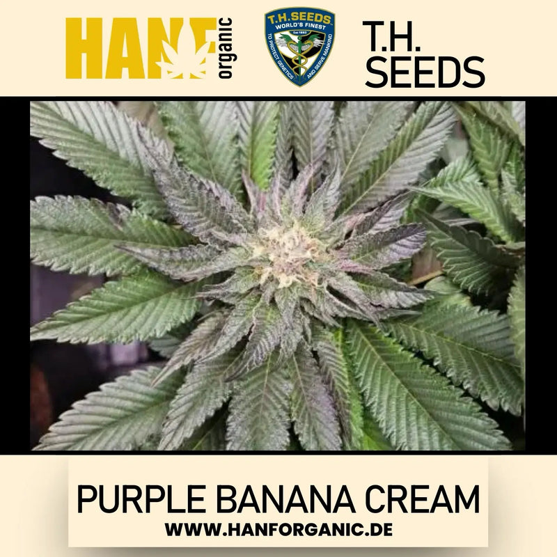 T.H. Seeds - Purple Banana Cream Fem
