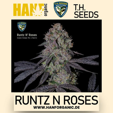 T.H.Seeds - Runtz N Roses Fem