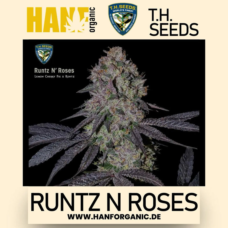 T.H.Seeds - Runtz N Roses Fem