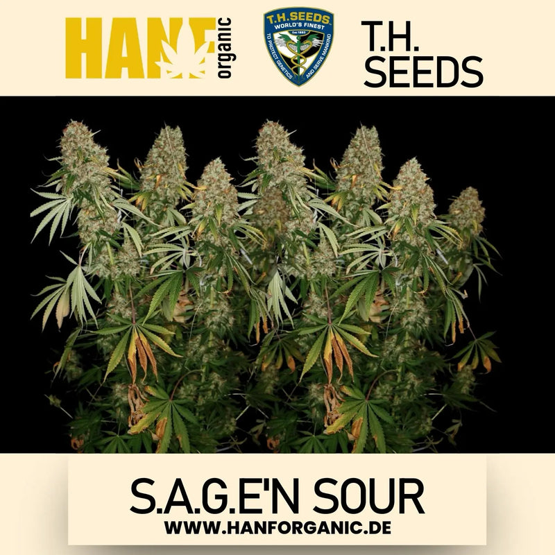 T.H. Seeds - S.A.G.E.’n Sour Fem