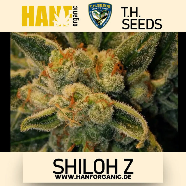 T.H. Seeds - Shiloh Z Fem