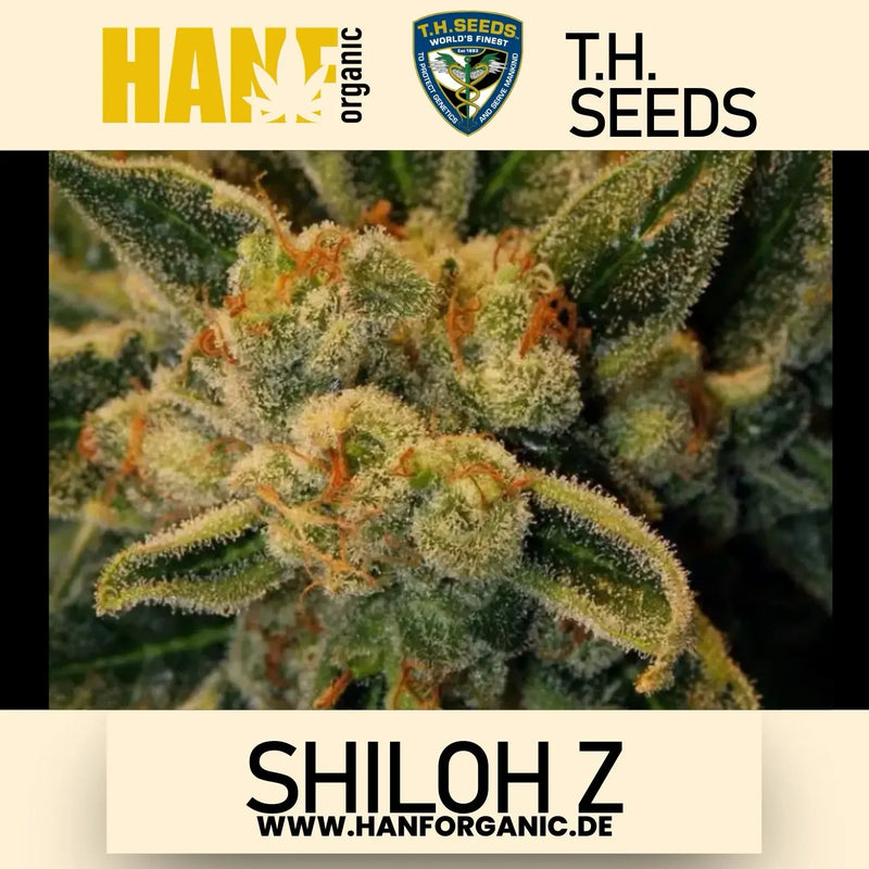 T.H. Seeds - Shiloh Z Fem