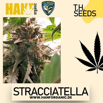 T.H. Seeds - Stracciatella (Do-Si-Dos X SBC) Fem