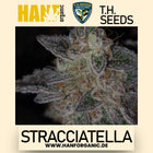 T.H. Seeds - Stracciatella (Do-Si-Dos X SBC) Fem