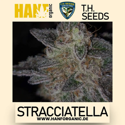 T.H. Seeds - Stracciatella (Do-Si-Dos X SBC) Fem