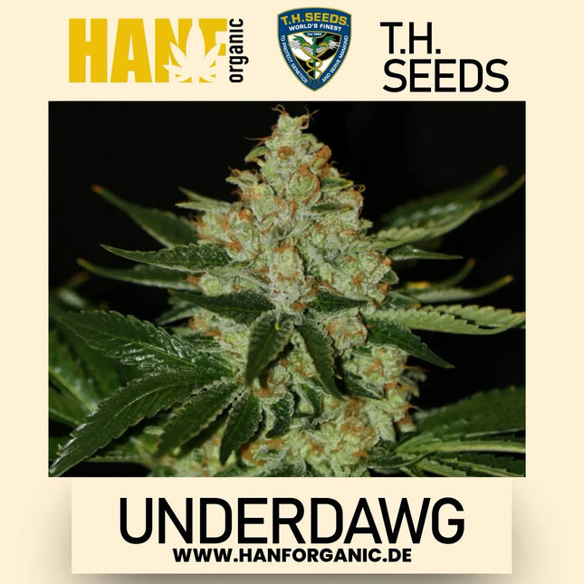 T.H. Seeds - UnderDawg Fem