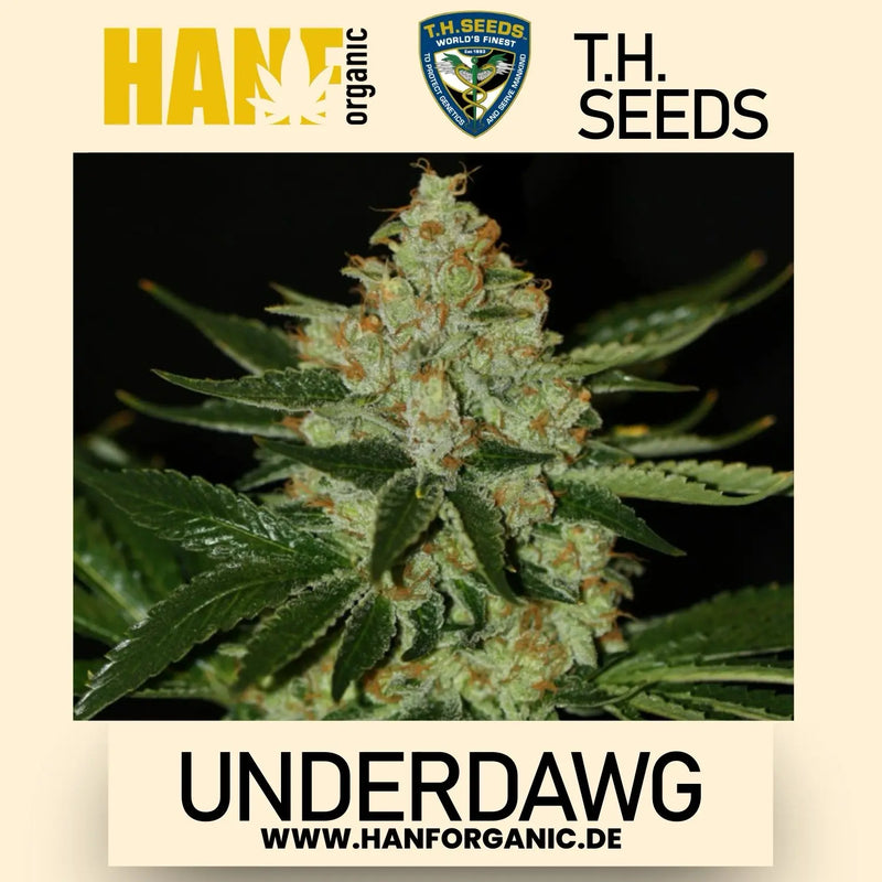 T.H. Seeds - UnderDawg Fem